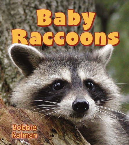 Baby raccoons
