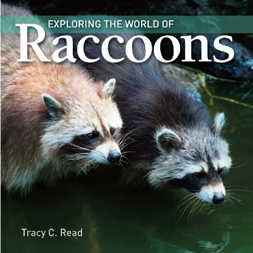 Exploring the world of raccoons